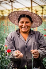 Donata (Bolivie) travaille pour le producteur de fleurs Ernesto Arroyo. Il y a 15 ans, Ernesto a créé son entreprise d’horticulture, il cultive 10 ares d’œillets.